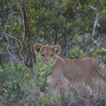 Kenya (296)